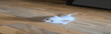 Ragdoll 1