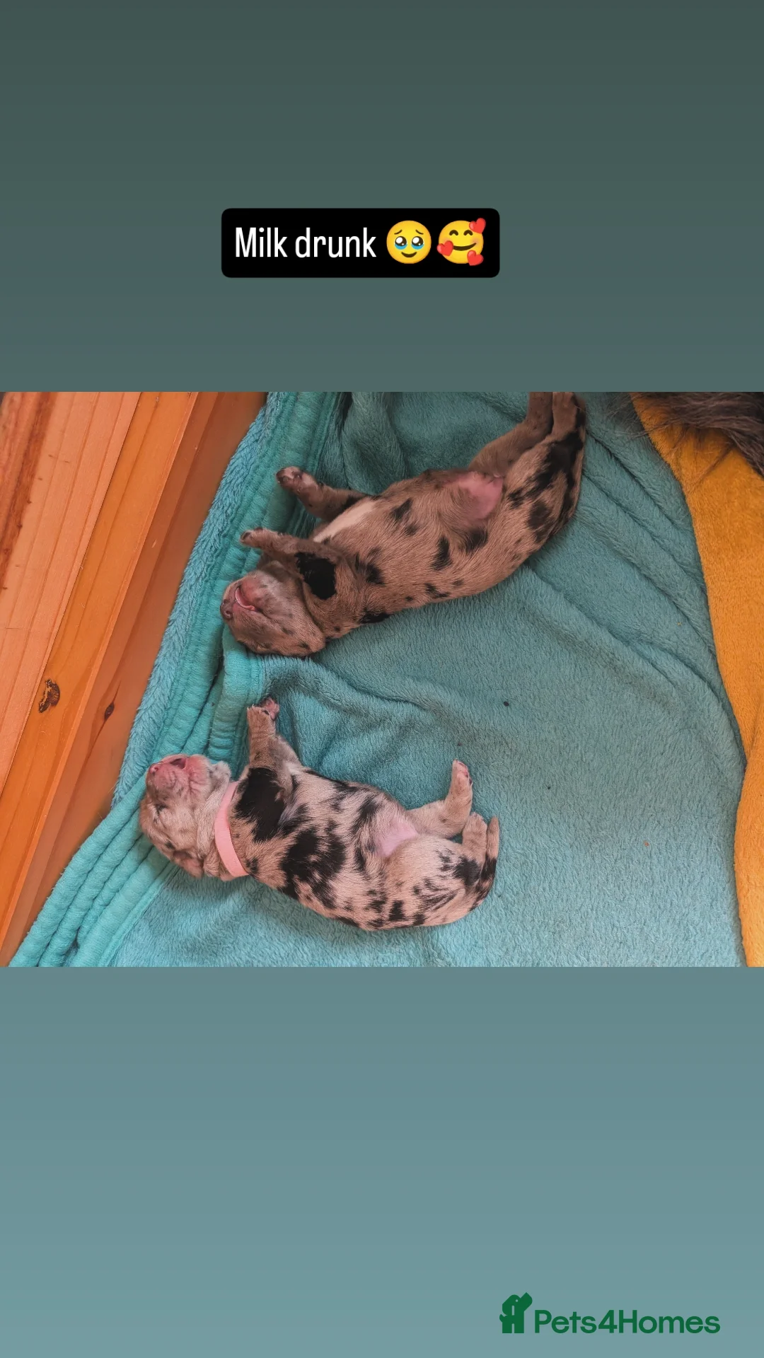 Cocker Spaniel dogs for sale: Beautiful merle cocker x collie puppies - Advert 12