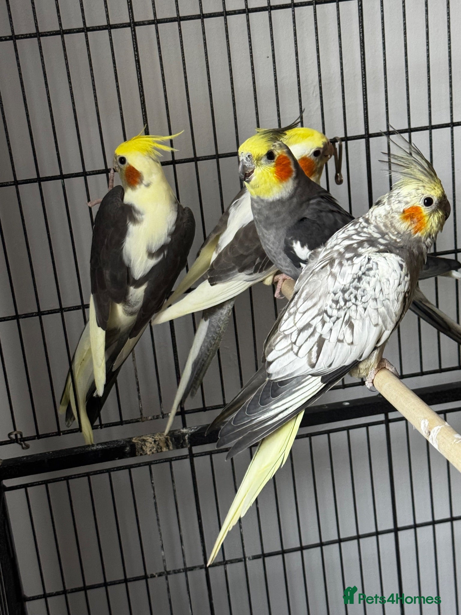 Cockatiels birds Untamed cockatiels  - Advert 19