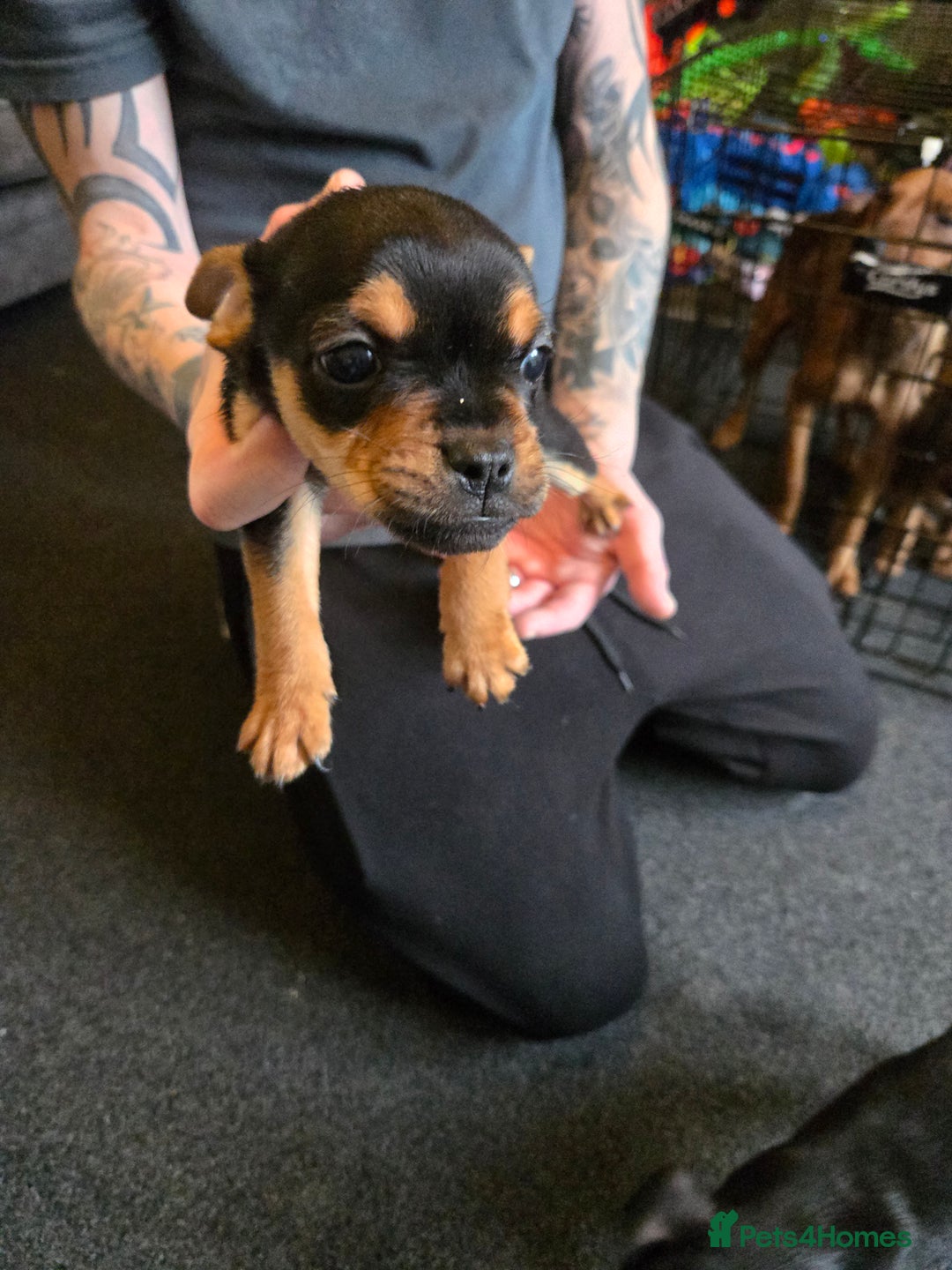 Mixed Breed dogs for sale: Lakeland terrier × French bulldog - Advert 1