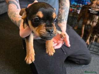 Mixed Breed dogs Lakeland terrier × French bulldog - Advert 6