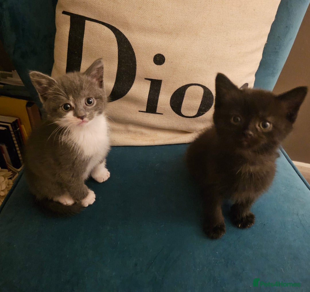 British Shorthair cats for sale: Beautiful British Short haired mixed kittens  - Image 11