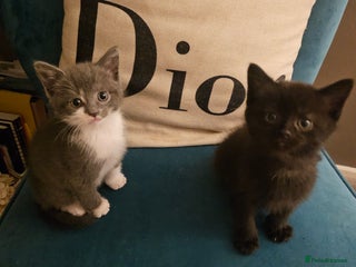 British Shorthair cats Beautiful British Short haired mixed kittens - Advert 12