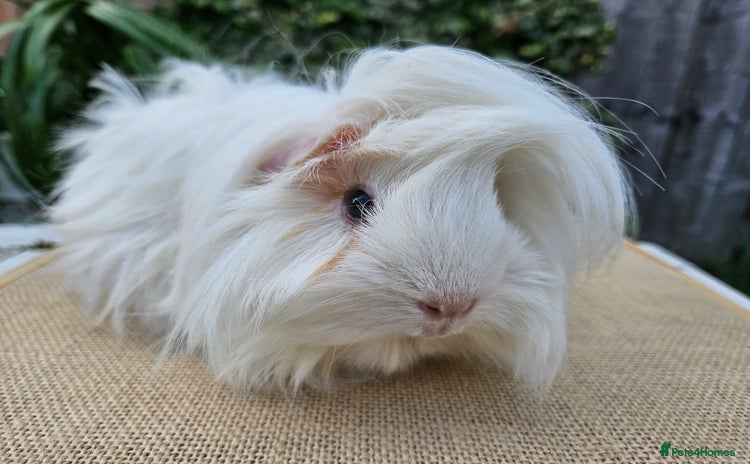 Guinea Pig rodents Female guinea pigs  - Advert 17