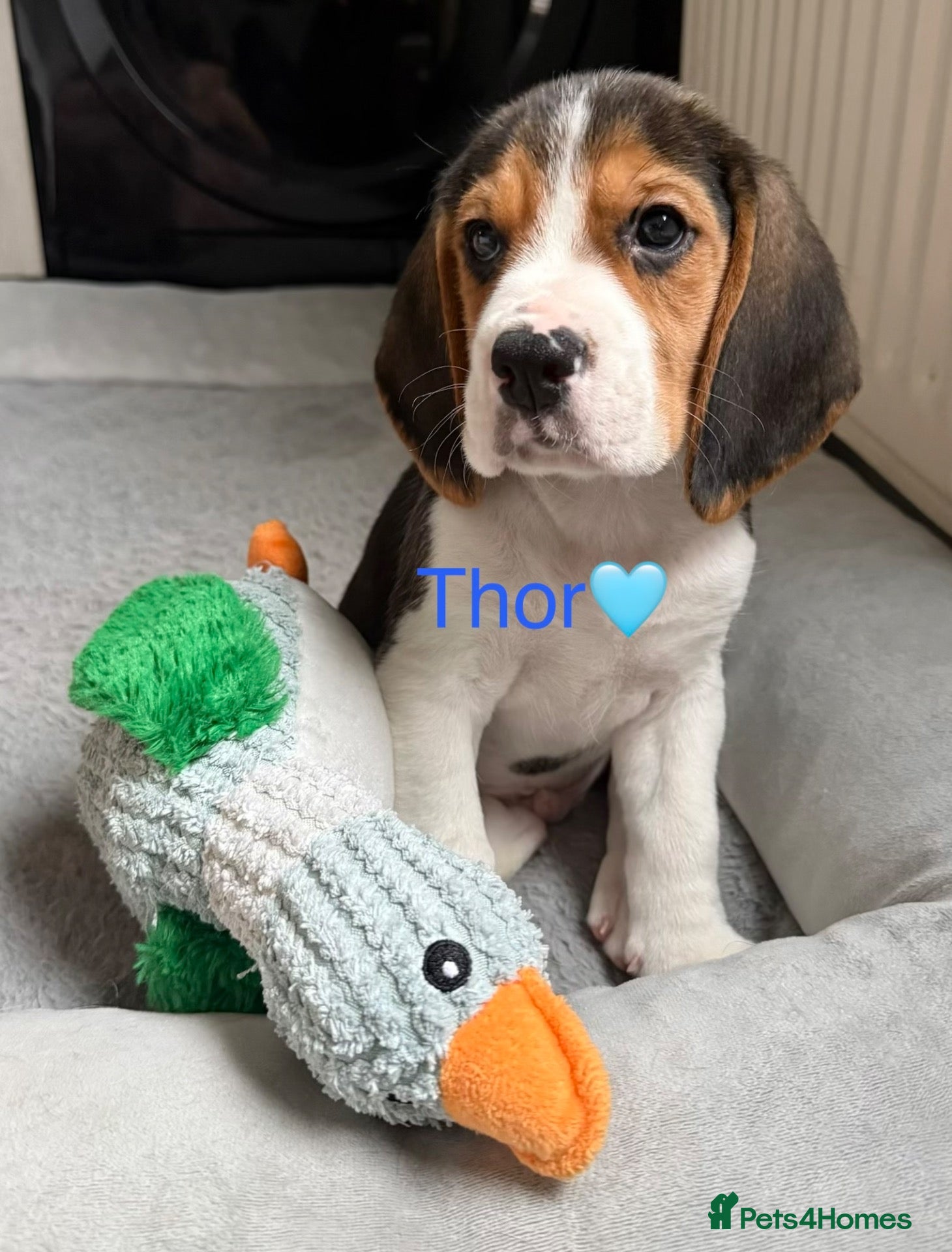 Beagle dogs for sale: Beagle puppies 🐶🐾 - Advert 1