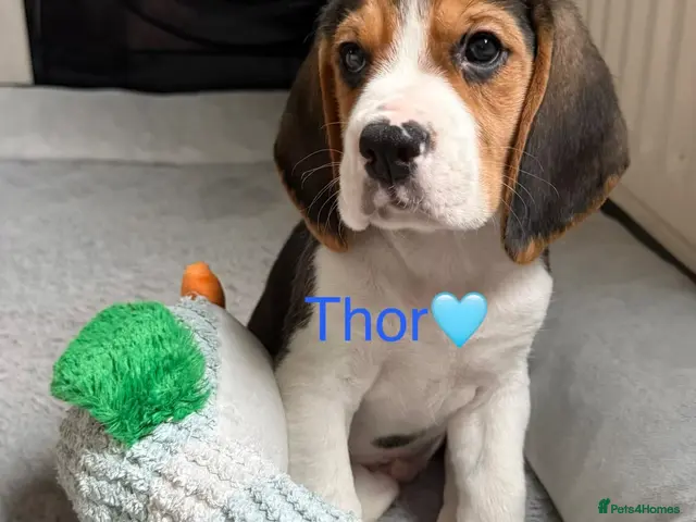 Beagle dogs for sale: Beagle puppies 🐶🐾 - Advert 4
