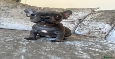 French Bulldog dogs - Advert 15