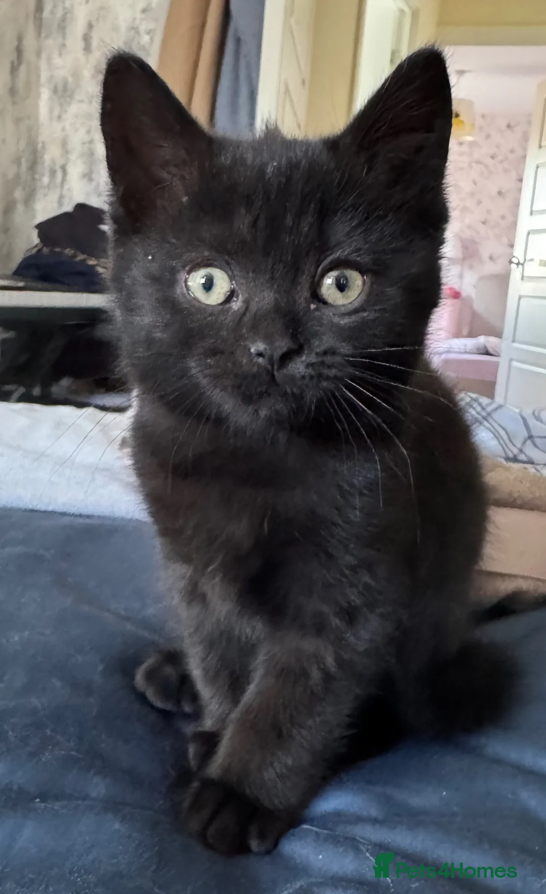 British Shorthair cats for sale: ONLY 1 LEFT British Shorthair kittens - Advert 2