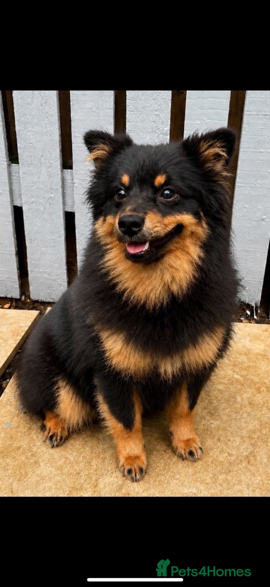 Pomeranian dogs Beautiful Pomeranian  - Advert 12
