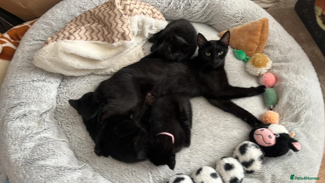 Mixed Breed cats for sale: 4 Adorable playful black kittens. Litter trained  - Advert 1