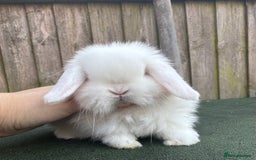 Mini Lop rabbits for sale: TOP QUALITY baby mini lops - Image 8