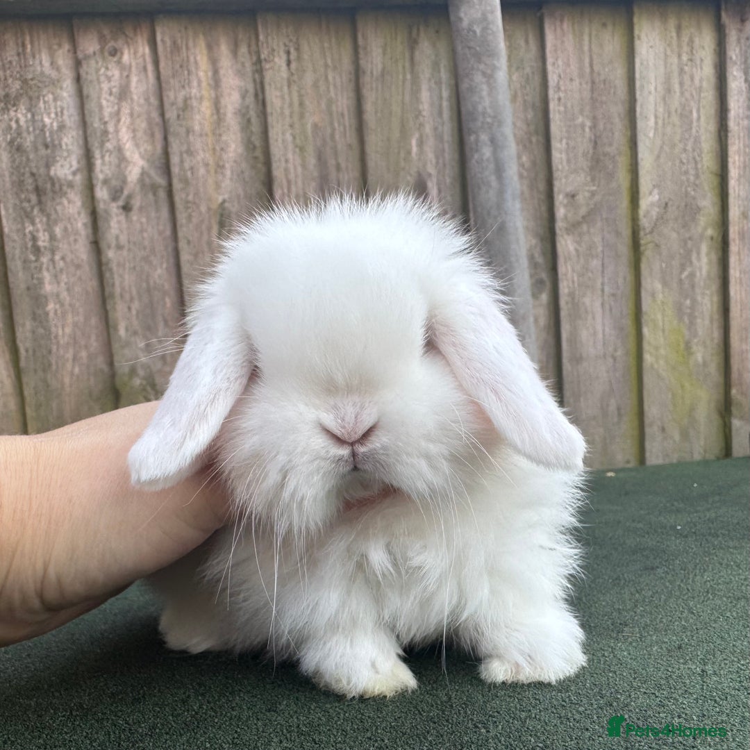 Mini Lop rabbits for sale: TOP QUALITY baby mini lops - Image 8