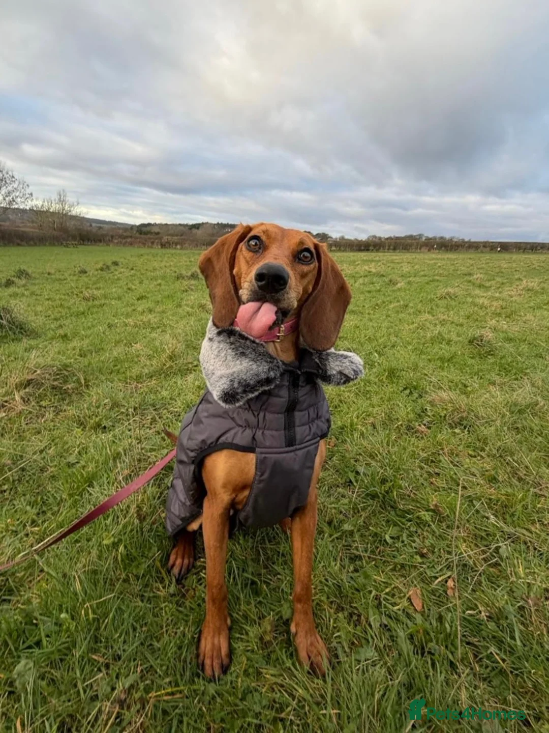 Mixed Breed dogs for adoption: Winnie Beautiful girl Looking for Forever Home  in Wirral - Advert 2