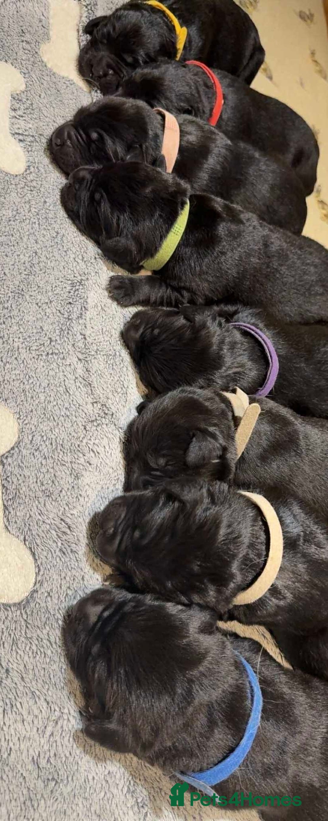 Labrador Retriever dogs for sale: Labrador x huntaway puppies - Advert 5