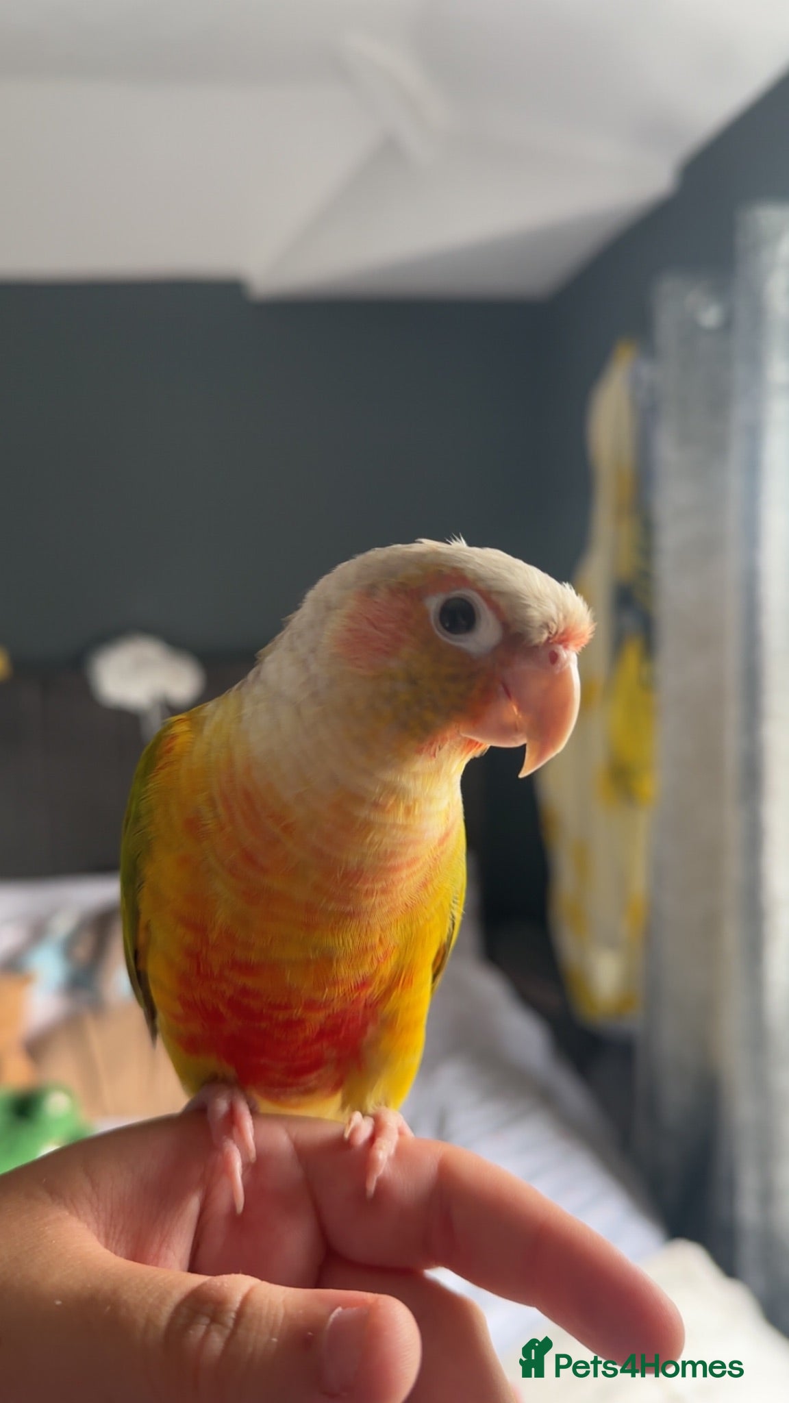 Conures birds Pineapple green cheek conure  - Advert 1