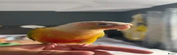 Conures birds for sale: Pineapple green cheek conure  in Wrexham - Advert 1