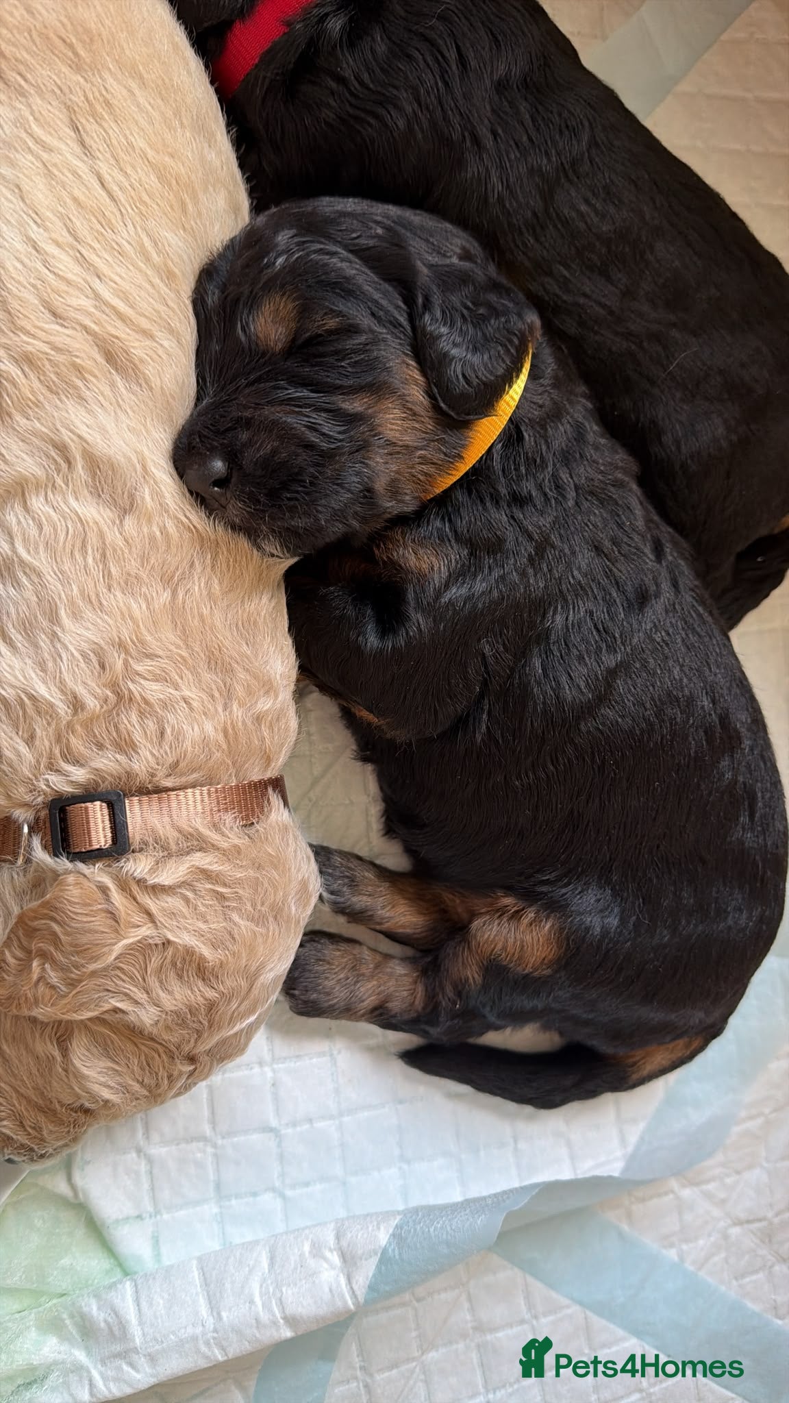 Mini Goldendoodle dogs F1b Mini Goldendoodle Puppies. Ready to Reserve 🤍 - Advert 2