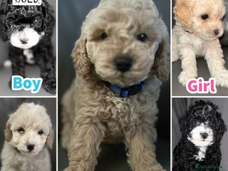 Cavapoochon dogs 🌟 Ready to leave 23rd Dec F1b cavapoochon puppies - Advert 6