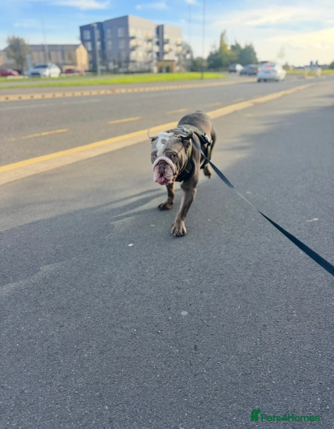 English Bulldog dogs for sale: Bruno  - Advert 3
