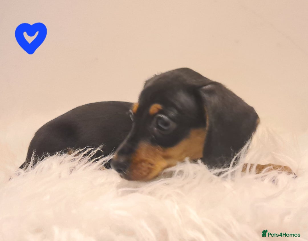 Miniature Dachshund dogs for sale: KC Daxi's health tested parents.READY - Image 30