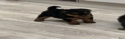 Welsh Terrier dogs for sale: Beautiful Welsh terrier puppies  - Advert 31