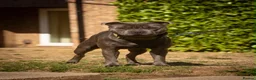 Staffordshire Bull Terrier dogs for stud: Amazing Blue Staffordshire Bull Terrier For Stud - Advert 5