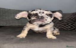 French Bulldog dogs for sale: 5 beautiful Frenchie’s 🐾  - Image 23