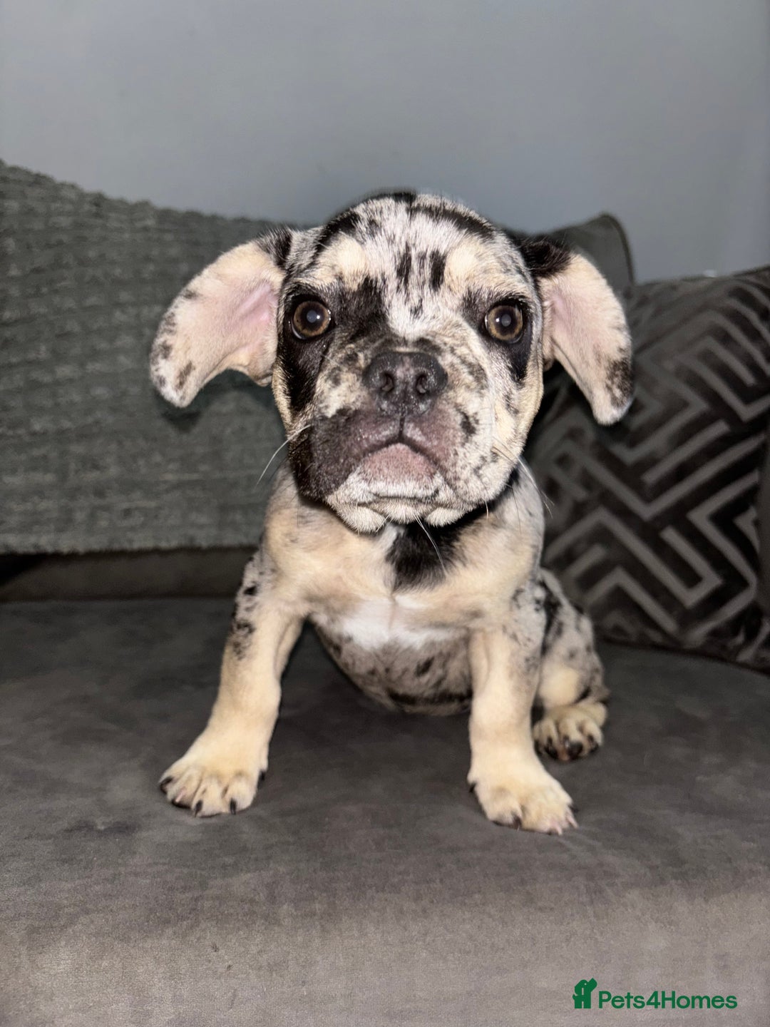 French Bulldog dogs for sale: 5 beautiful Frenchie’s 🐾  - Image 23