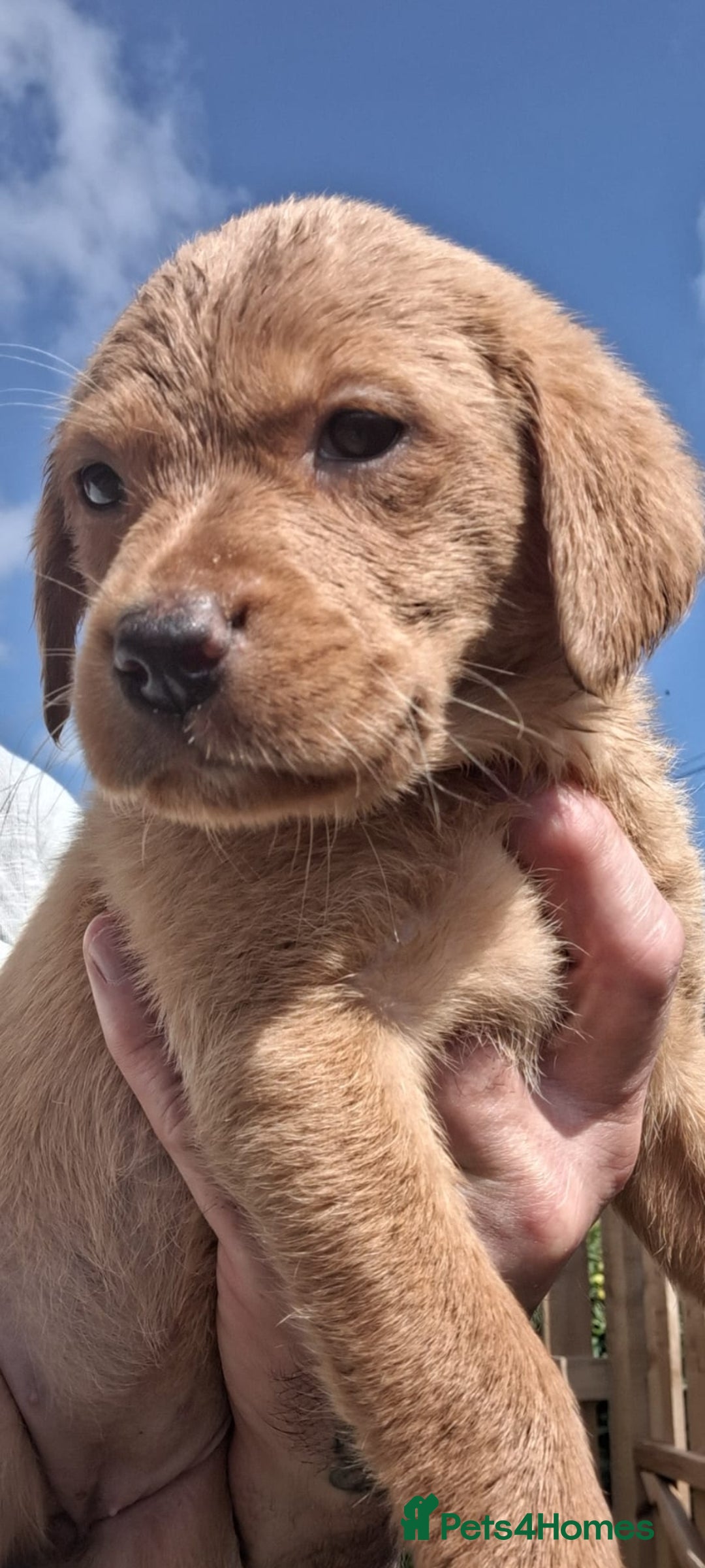 Labrador Retriever dogs for sale: Red fox labrador puppy's  - Image 5