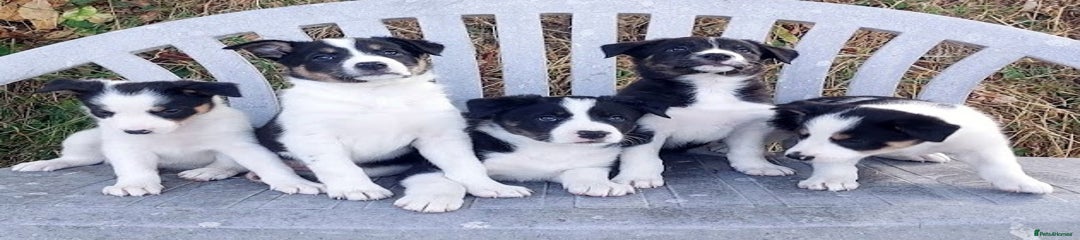 Border Collie Puppy 5