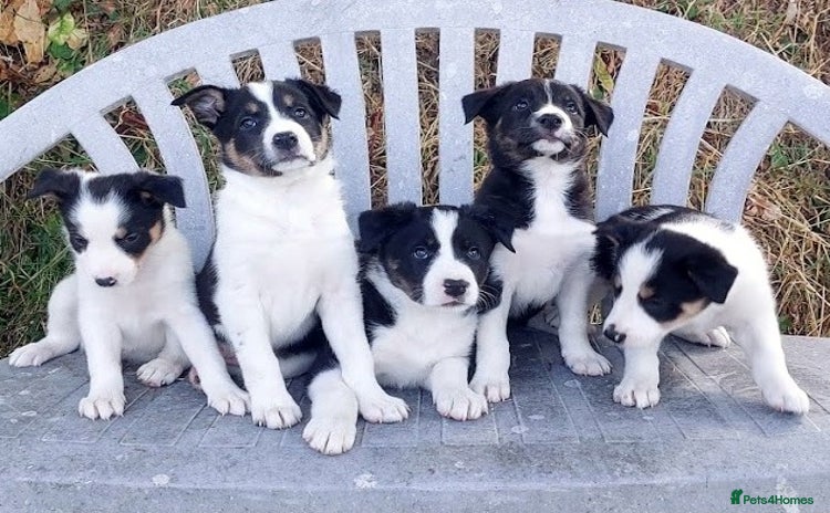 Border Collie dogs - Advert 1