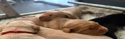 Labrador Retriever dogs for sale: 🐶STUNNING LABRADOR PUPPIES 🐶 - Advert 7