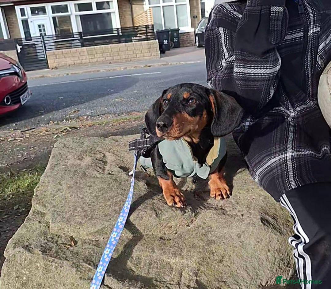 Miniature Dachshund dogs for sale: Beautiful girl dachshund - Image 5