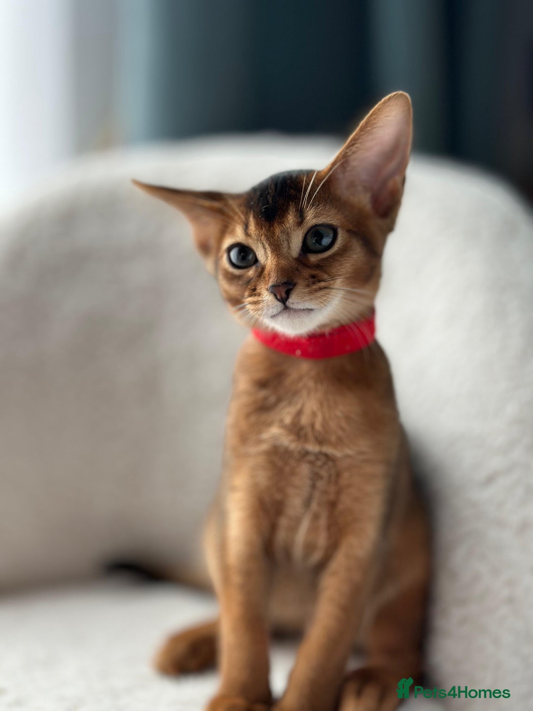 Abyssinian cats for sale: Nice Pure Abyssinian Kittens - Image 20