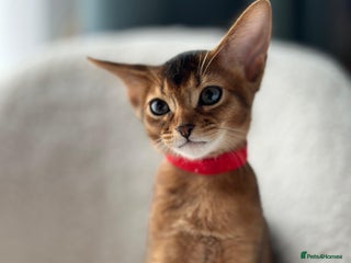 Abyssinian cats - Advert 10
