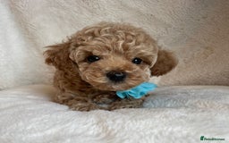 Toy Poodle dogs for sale: Tiny, champion bloodlines best pet homes only  - Image 2