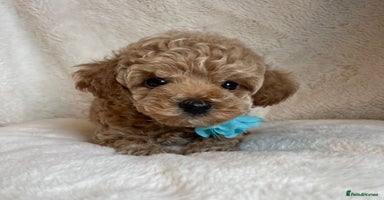 Toy Poodle dogs - Advert 8