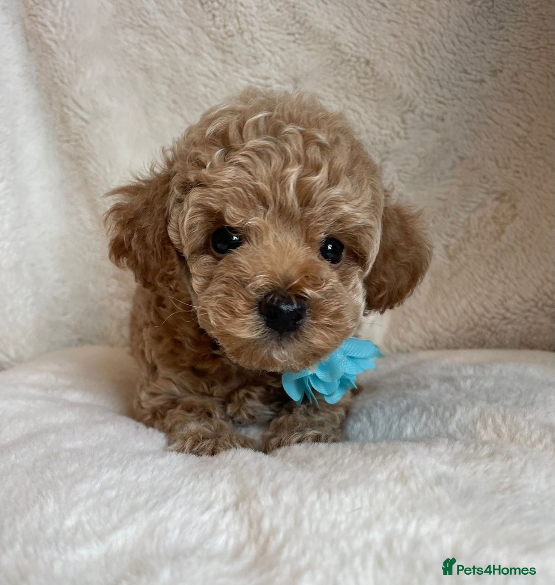 Toy Poodle dogs for sale: Tiny, champion bloodlines best pet homes only  - Image 2