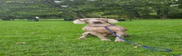 Weimaraner dogs for stud: GORGEOUS KC REGISTERED WEIMARANER - Advert 8