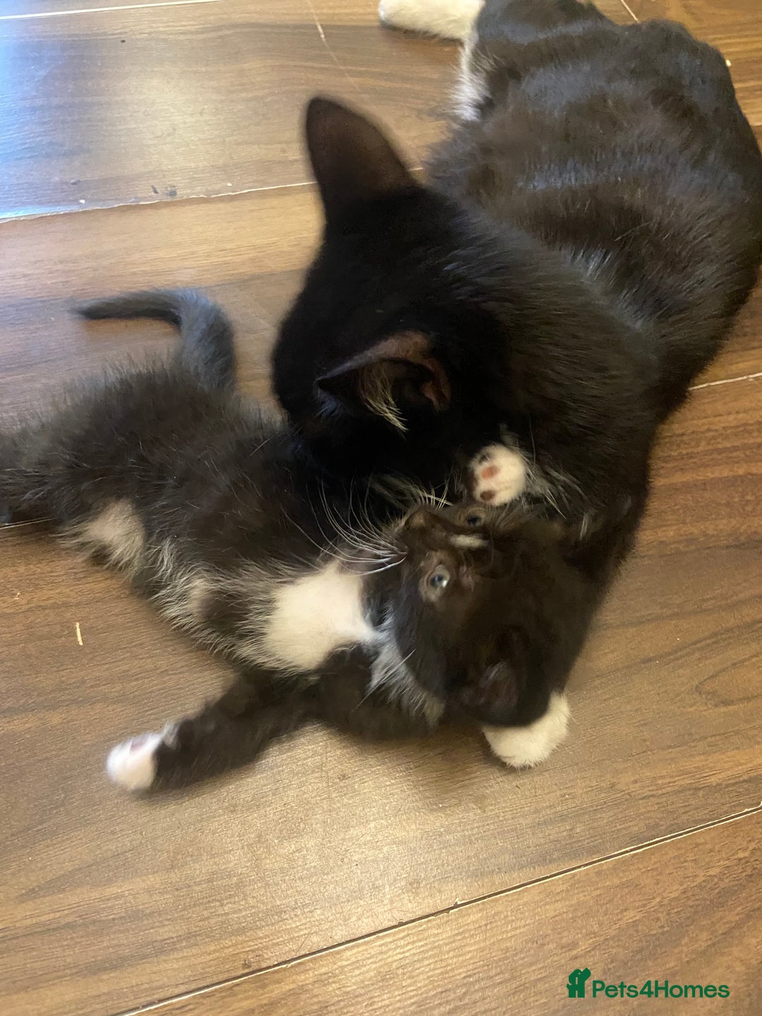Mixed Breed cats for sale: Mixed Litter of 6 Kittens Different Personalities - Image 15