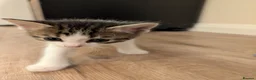 Mixed Breed cats for sale: Five Beautiful Female Kittens in Oxford - Advert 12