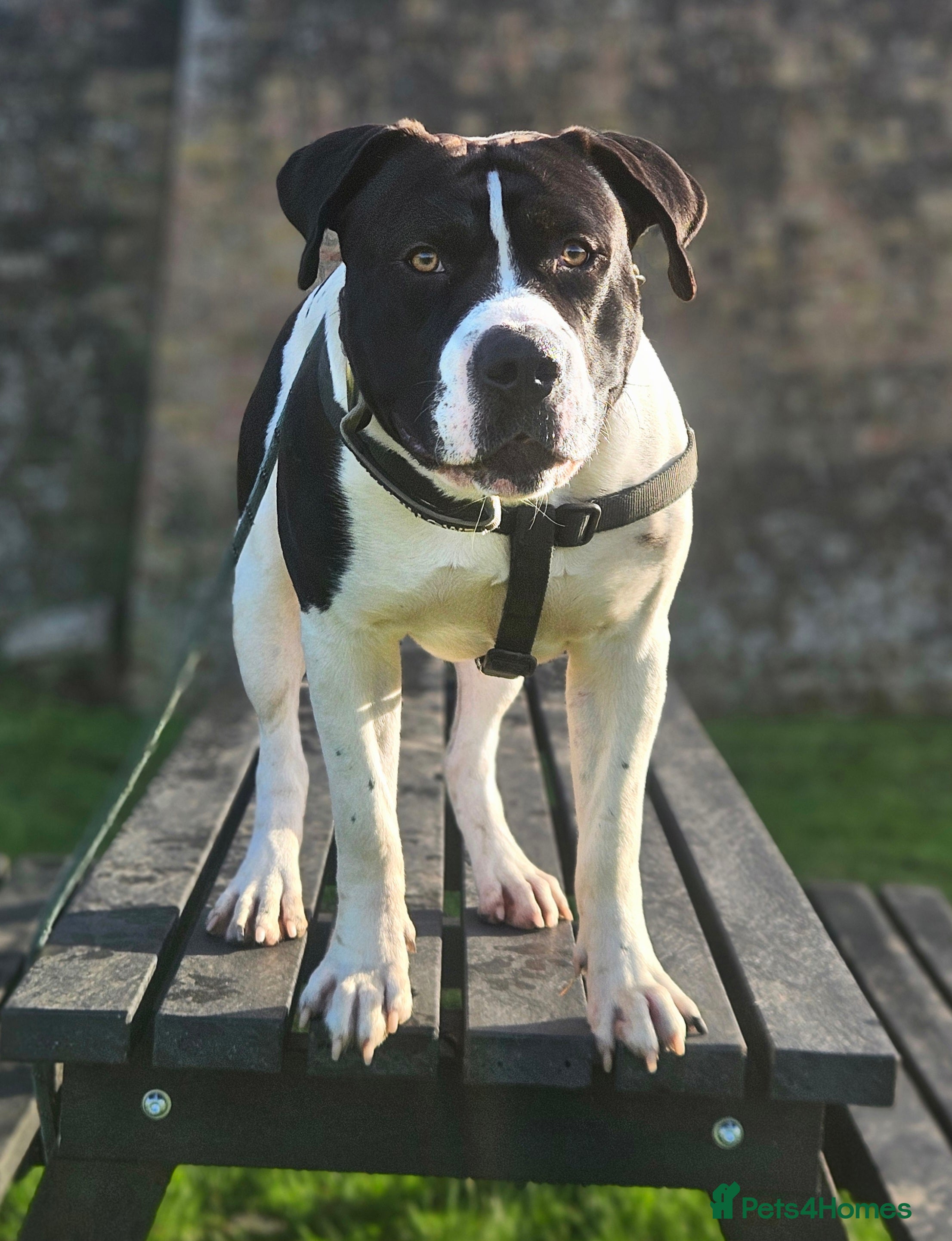 Mixed Breed dogs Staffy Cross American Bulldof For Stud - Advert 1