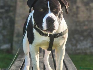 Mixed Breed dogs Staffy Cross American Bulldof For Stud - Advert 2