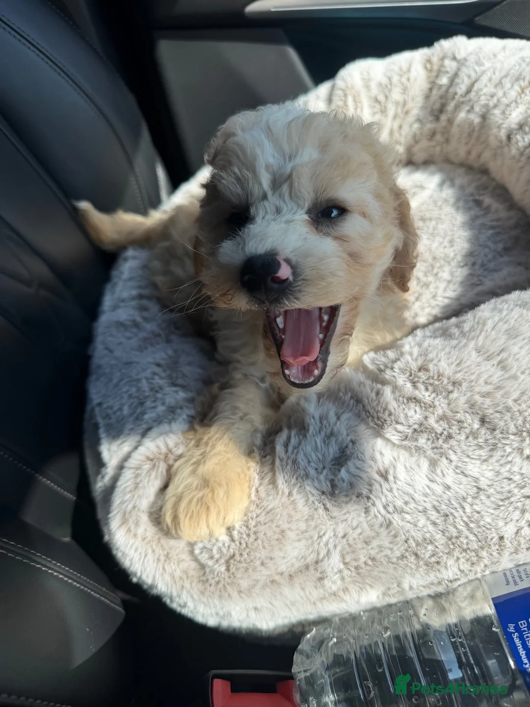 Cavapoo dogs for sale: DNA health tested Miniature Cavapoo boy 💙 - Advert 8