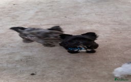 Yorkshire Terrier dogs for sale: Colourful Biewer Yorkshire terriers  - Advert 7