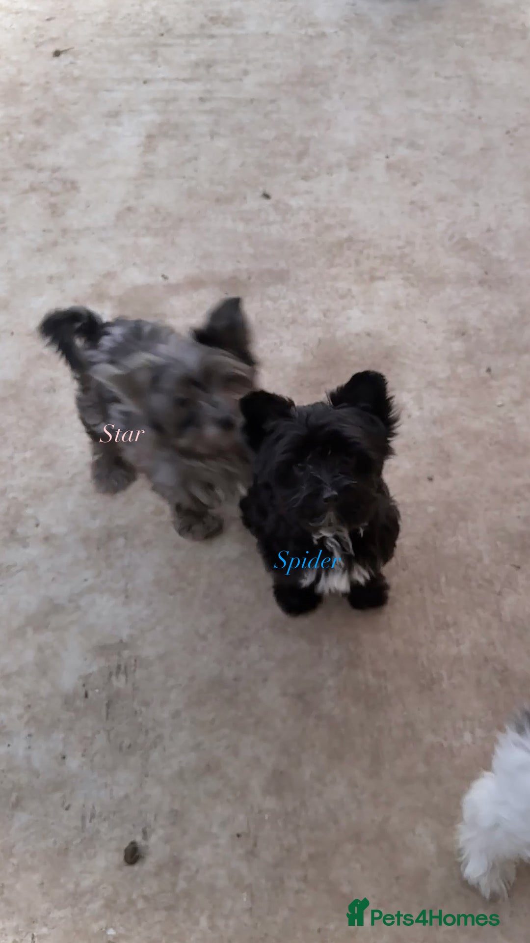 Yorkshire Terrier dogs for sale: Colourful Biewer Yorkshire terriers  - Advert 7