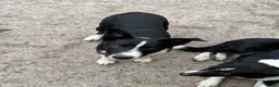 Border Collie dogs for sale: 2 X Male Welsh border collie pups in Crickhowell - Advert 7