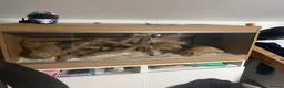 Python Snake reptiles for sale: 3 yr old Ball python male  in Worcester - Advert 2