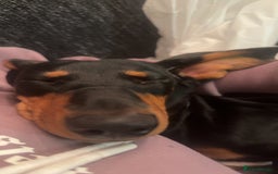 Miniature Dachshund dogs for sale: Black and Tan girl miniature dachshund  - Advert 5