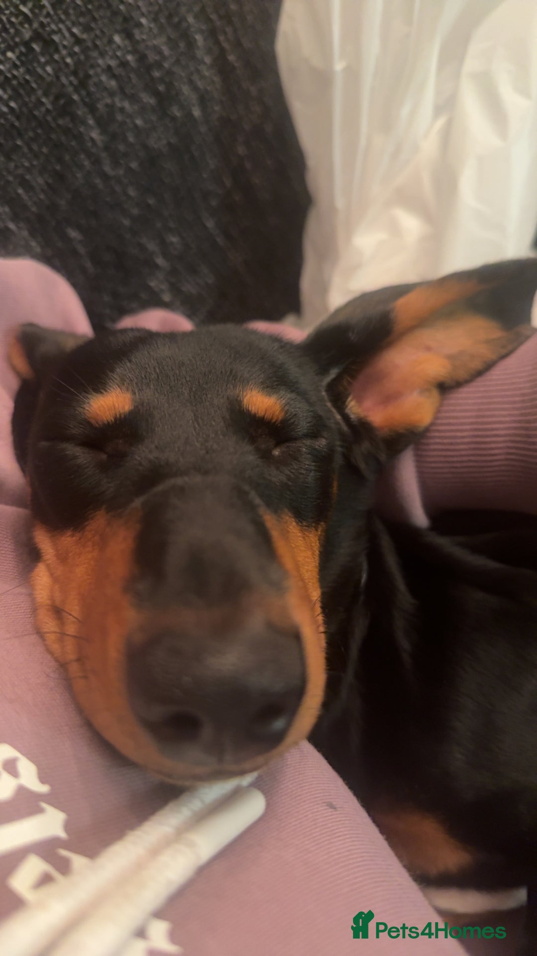 Miniature Dachshund dogs for sale: Black and Tan girl miniature dachshund  - Advert 5